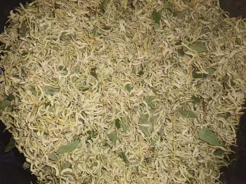 山东东营头茬金银花