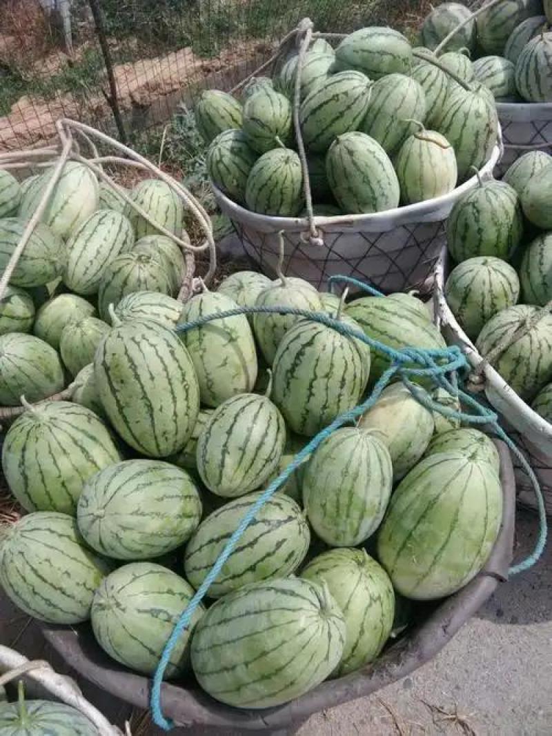 四川本地自产自销大棚瓜果蔬菜口口脆