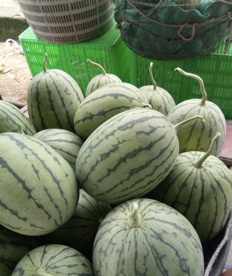 四川本地自产自销大棚瓜果蔬菜口口脆