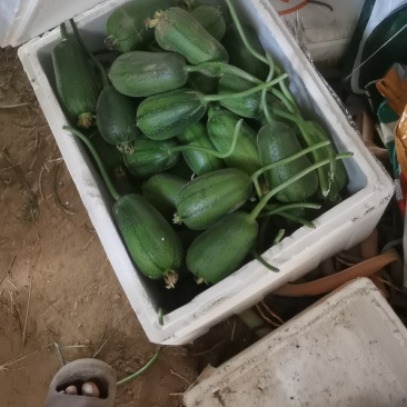 苹果丝瓜