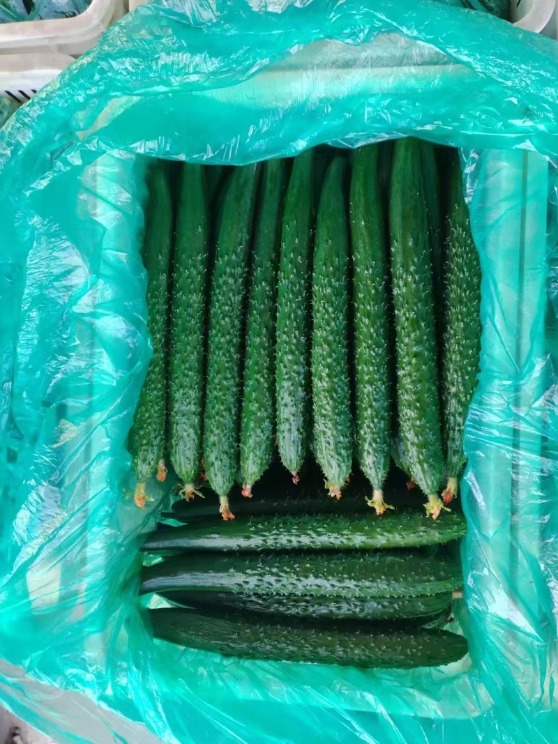 【黄瓜】密刺黄瓜大棚种植顶花带刺品质优对接电商各大平台