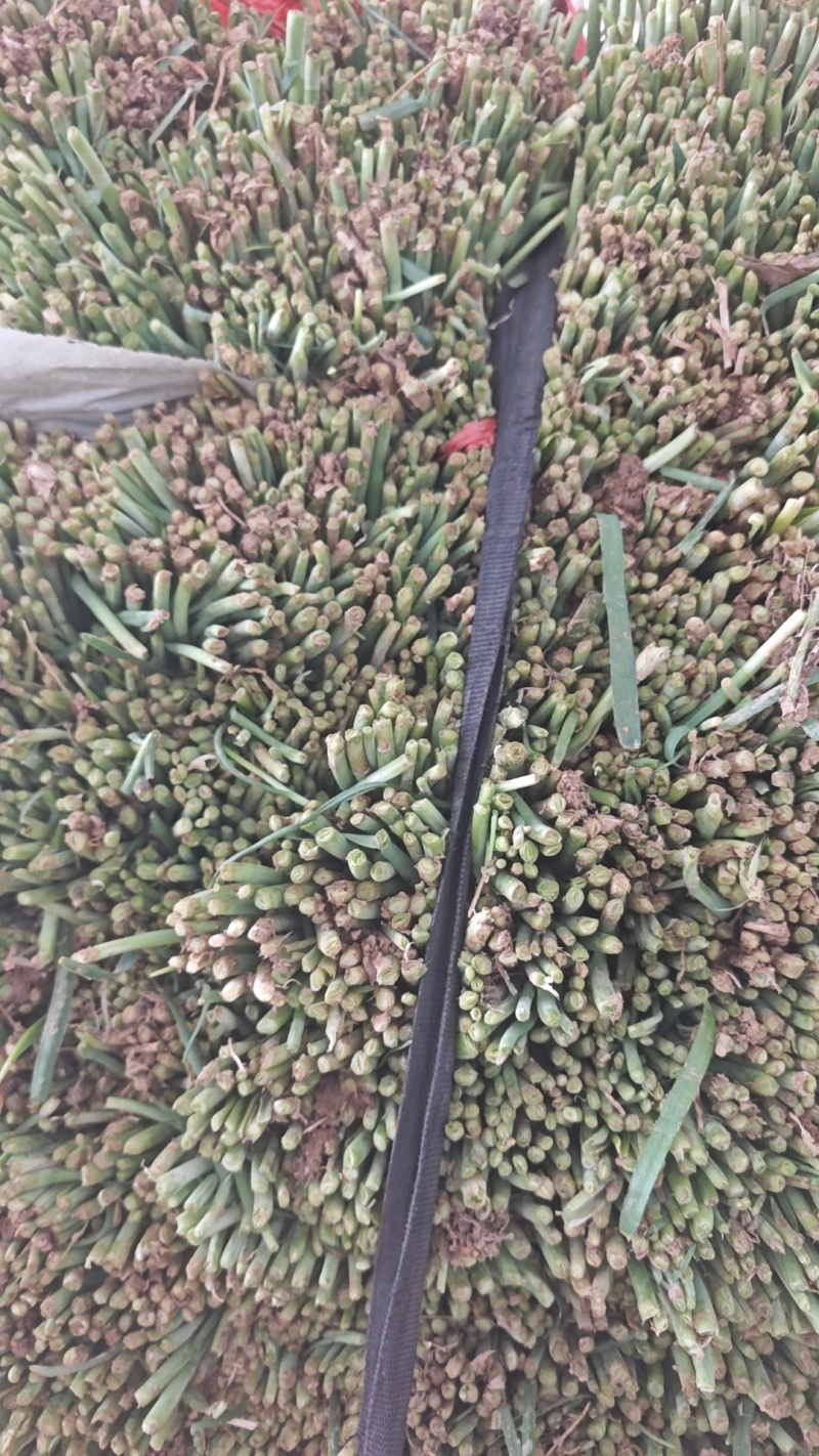 精品平叉韭菜