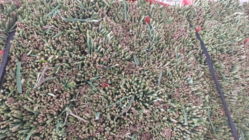 精品平叉韭菜