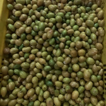 鸡心黄皮、可供奶茶、凉果、果汁