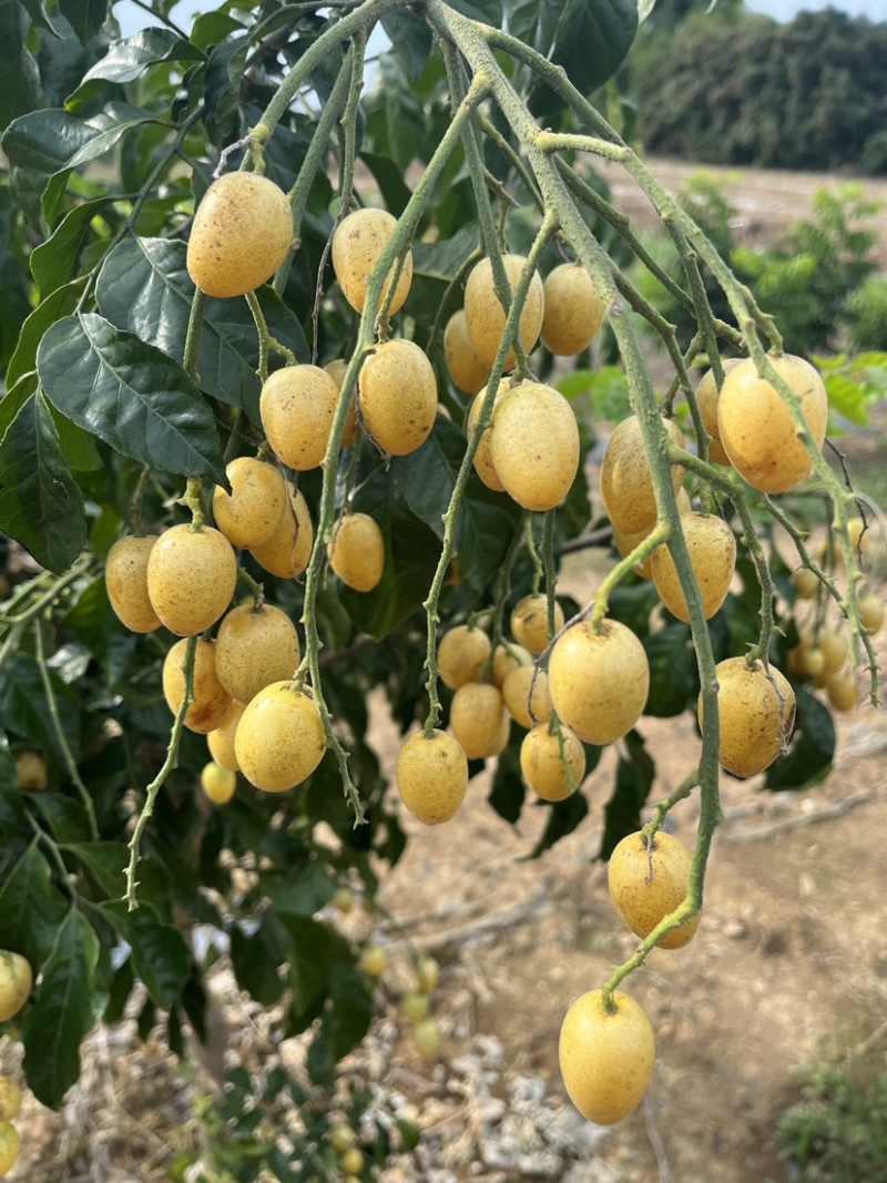 鸡心黄皮、可供奶茶、凉果、果汁