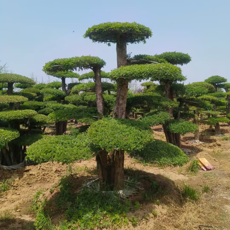 小叶黄杨造型