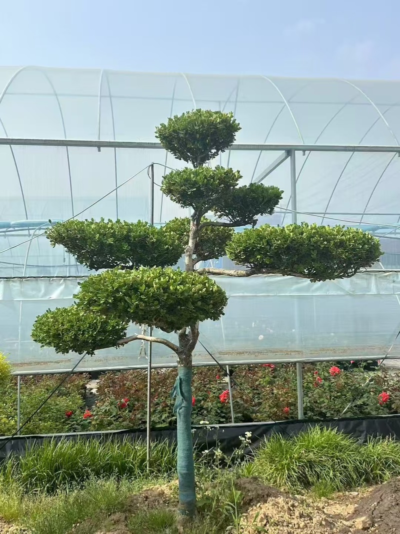小叶黄杨造型