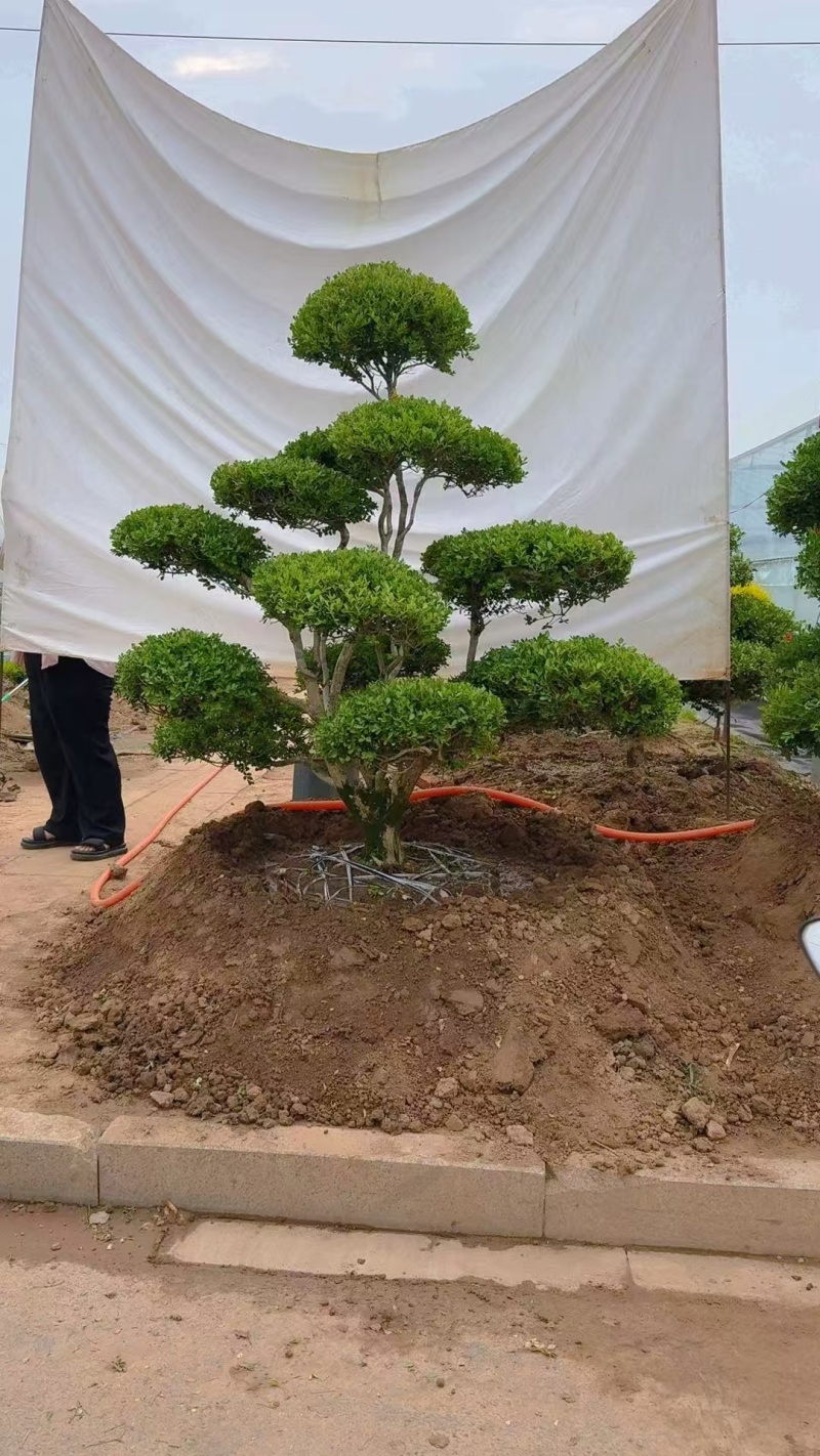 小叶黄杨造型
