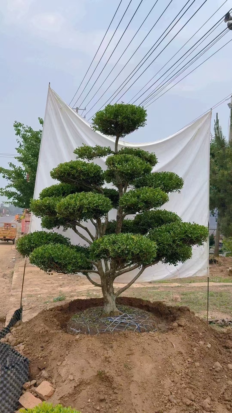 小叶黄杨造型