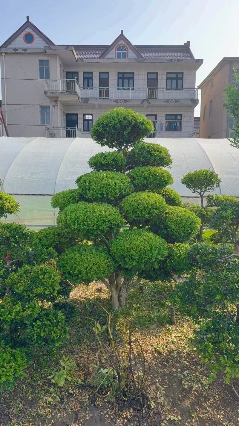 小叶黄杨造型