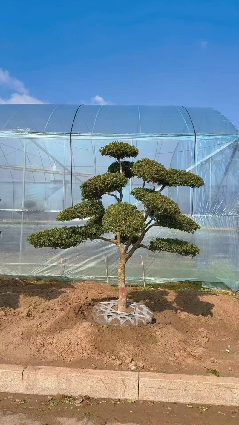 小叶黄杨造型