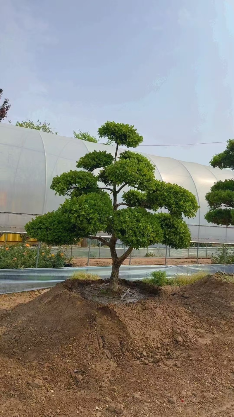 小叶黄杨造型