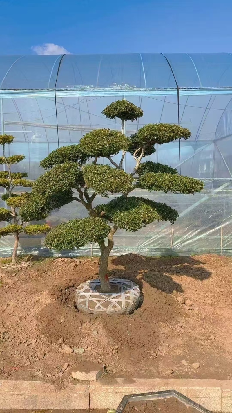 小叶黄杨造型