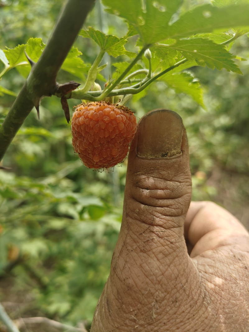 药食同源覆盆子小苗