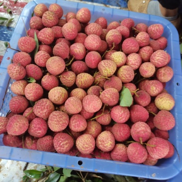 大量荔枝出售，有需要可联系