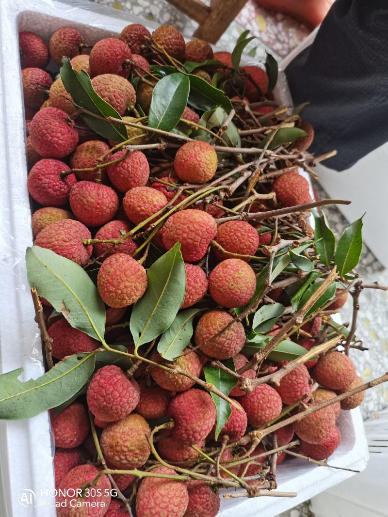 大量荔枝出售，有需要可联系