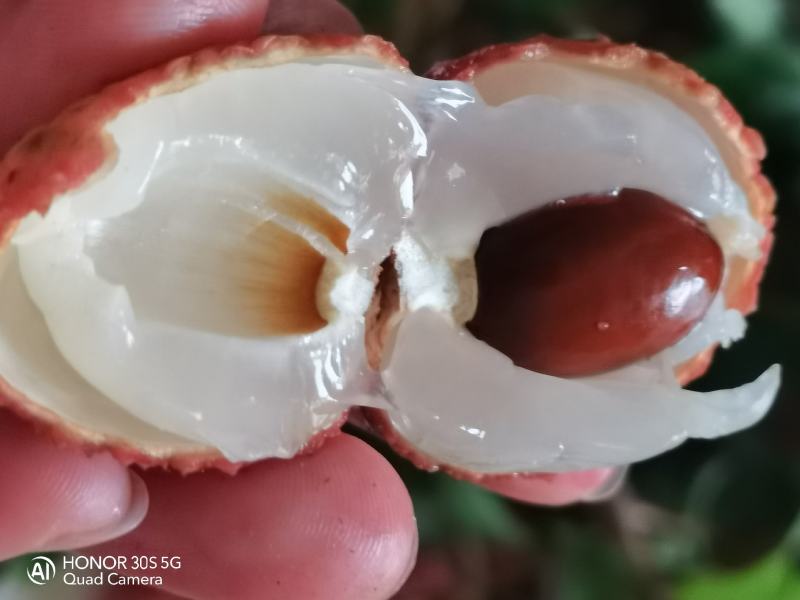 大量荔枝出售，有需要可联系