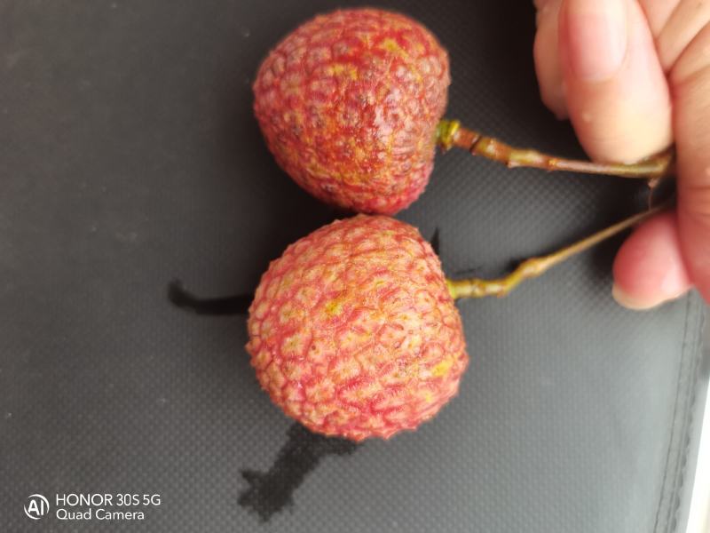 大量荔枝出售，有需要可联系
