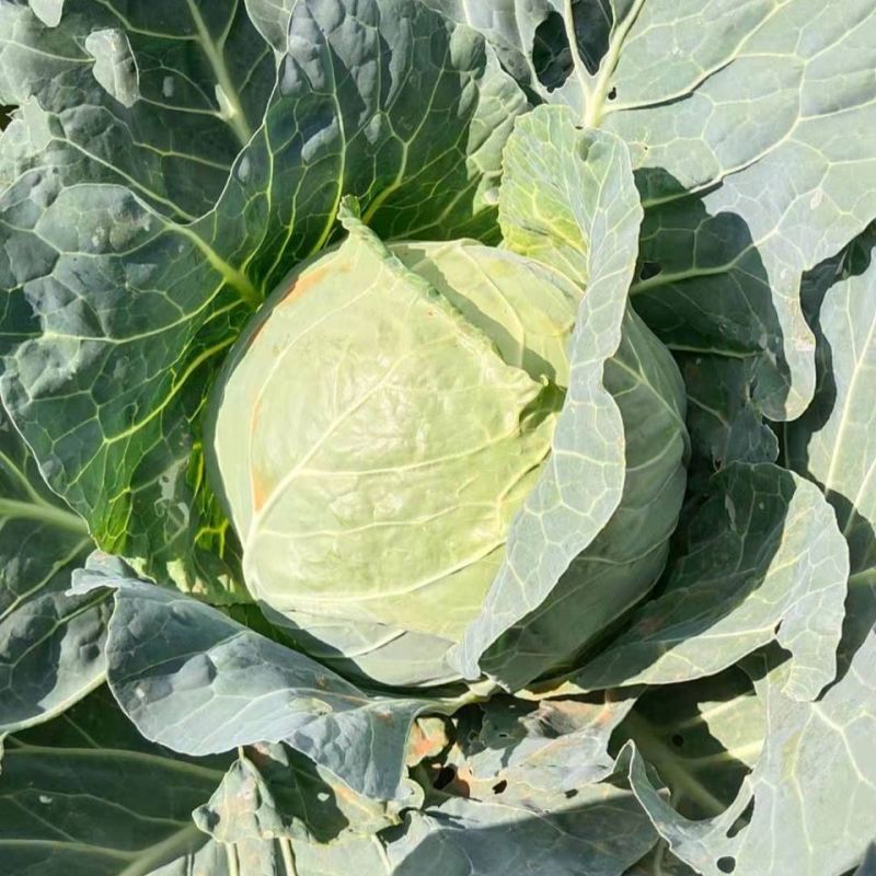 日本夏王甘蓝菜种子卷心菜一代杂交中早熟春夏秋栽培蔬菜
