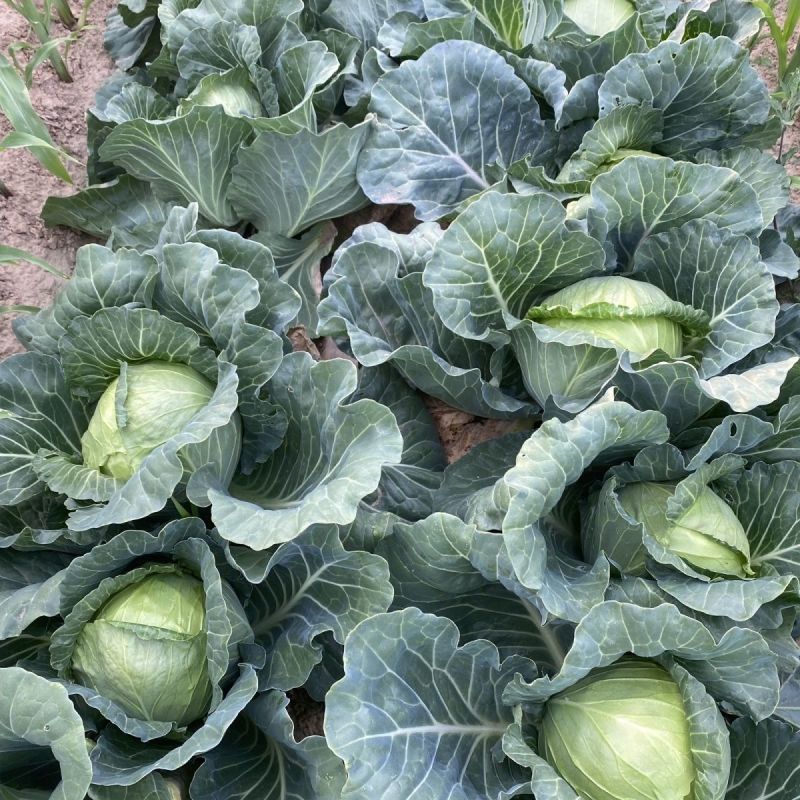 日本夏王甘蓝菜种子卷心菜一代杂交中早熟春夏秋栽培蔬菜