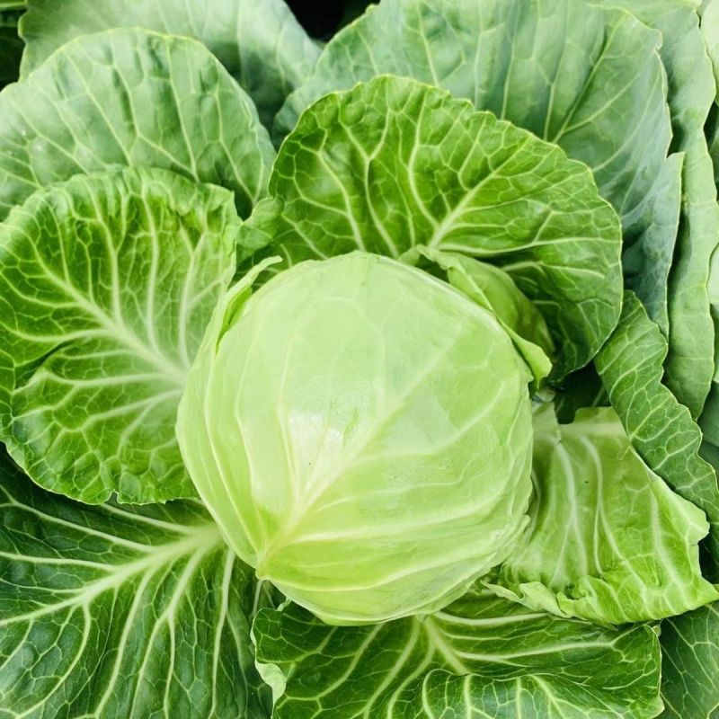 日本夏王甘蓝菜种子卷心菜一代杂交中早熟春夏秋栽培蔬菜