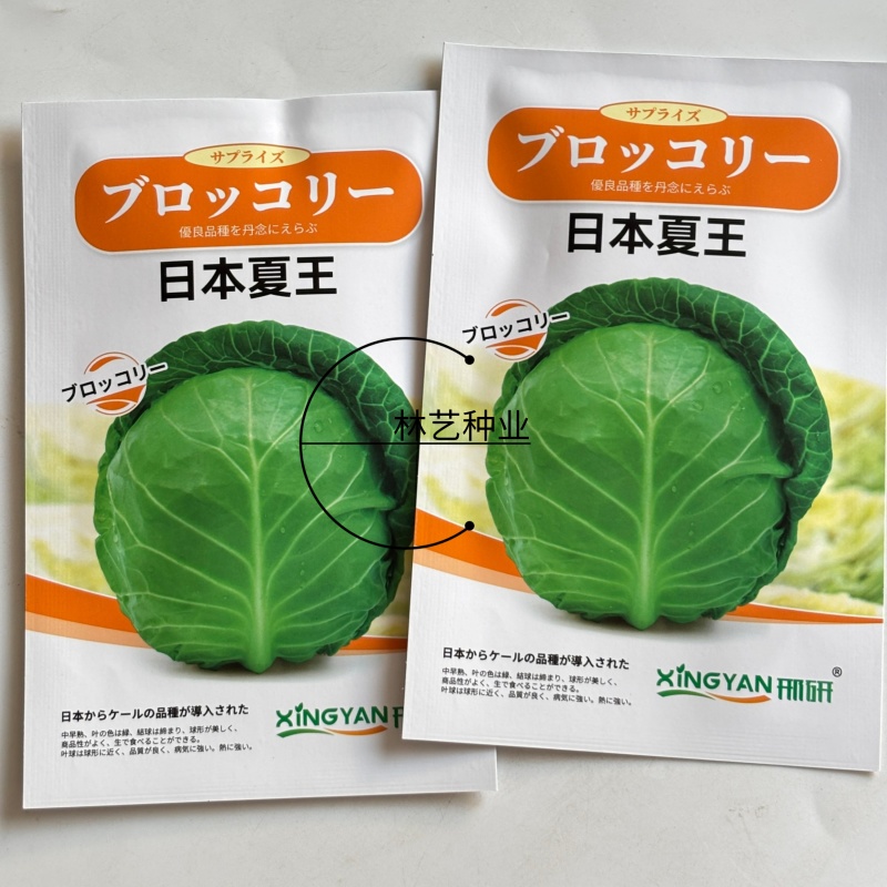 日本夏王甘蓝菜种子卷心菜一代杂交中早熟春夏秋栽培蔬菜
