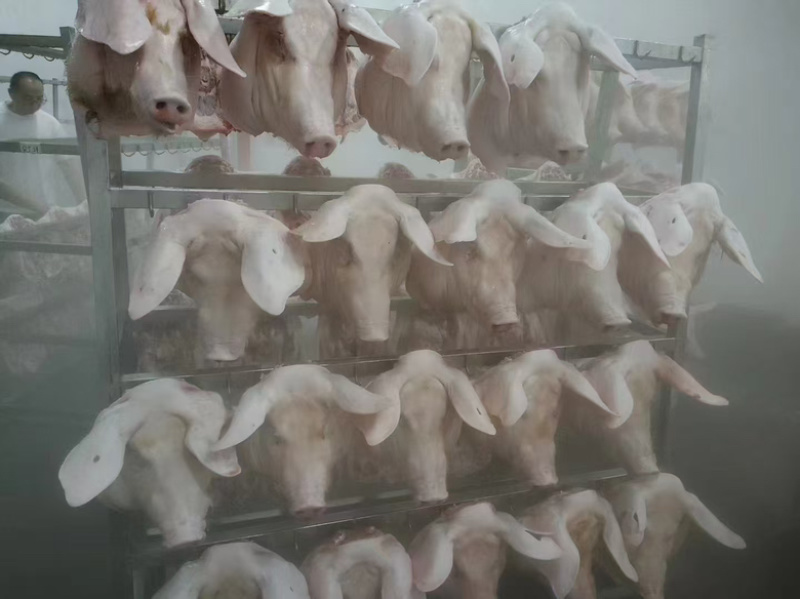 带耳朵，带口条肥猪猪头🐷