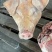 带耳朵，带口条肥猪猪头🐷