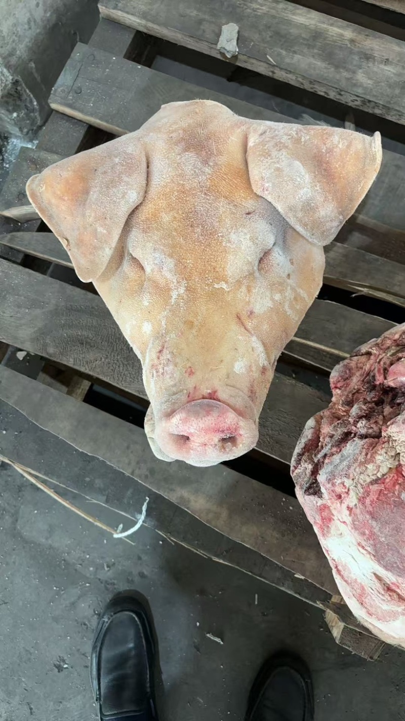 带耳朵，带口条肥猪猪头🐷