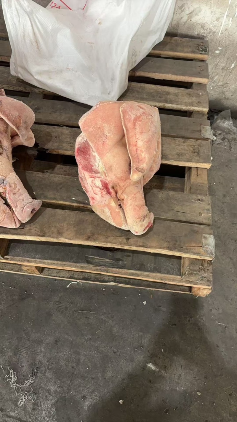 带耳朵，带口条肥猪猪头🐷