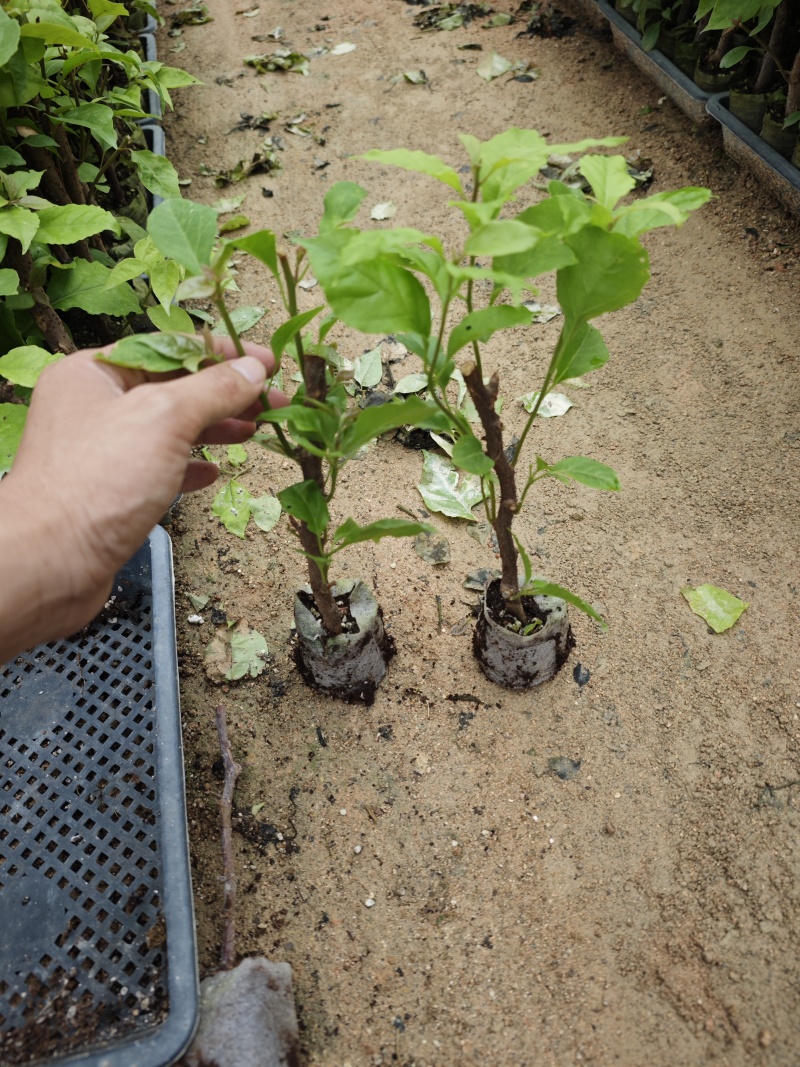 三角梅小苗品种齐全福建漳州三角梅基地批发