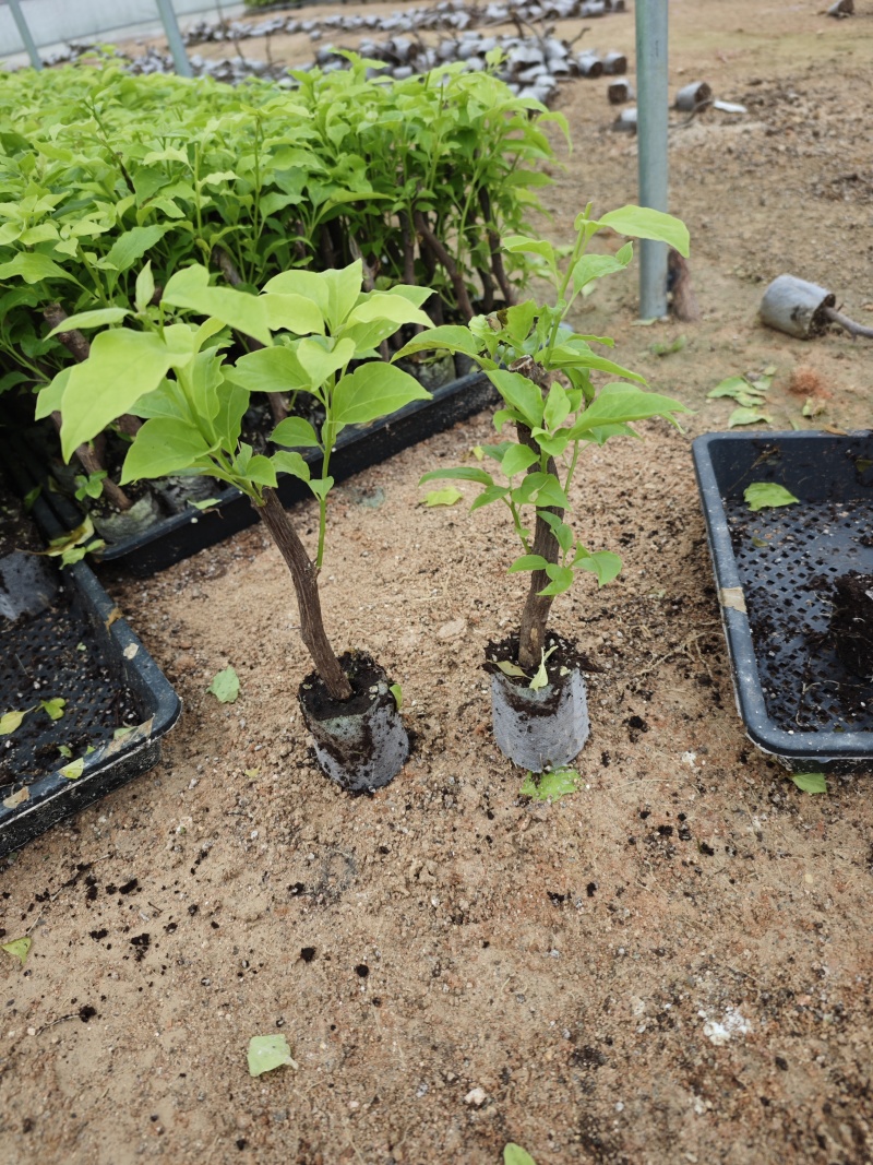 三角梅小苗品种齐全福建漳州三角梅基地批发