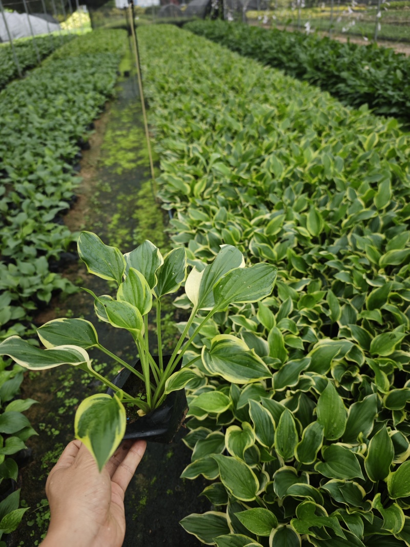 花叶玉簪高度20到30厘米基地现货供应