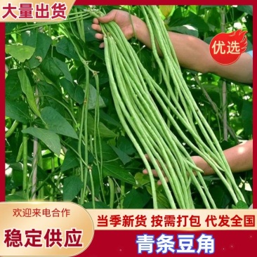 [热卖]湖北宜昌长豆角青条豆角大量有货可视频看货