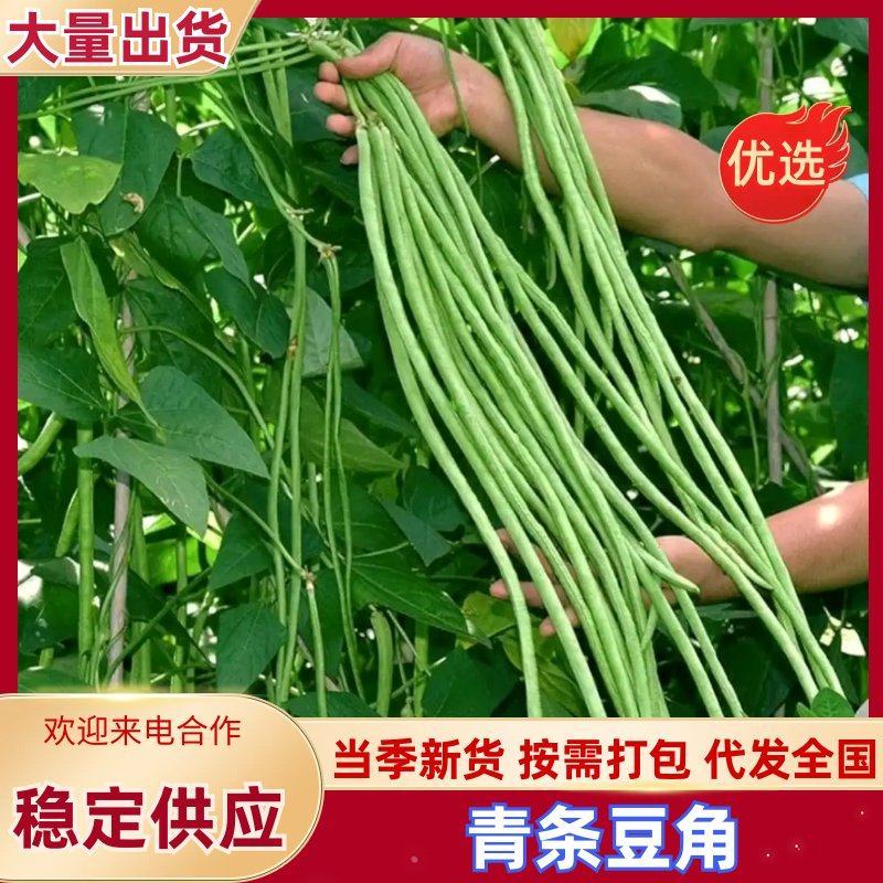 [热卖]湖北宜昌长豆角青条豆角大量有货可视频看货