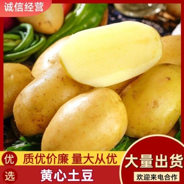 湖北黄心土豆，大量上市，产地看货，欢迎订购