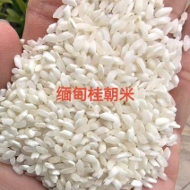 缅甸桂朝米粉米做粉专用米纯度高做粉超好