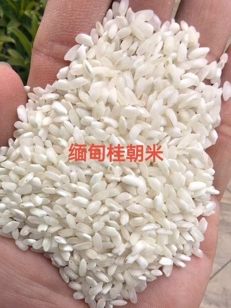 缅甸桂朝米粉米做粉专用米纯度高做粉超好