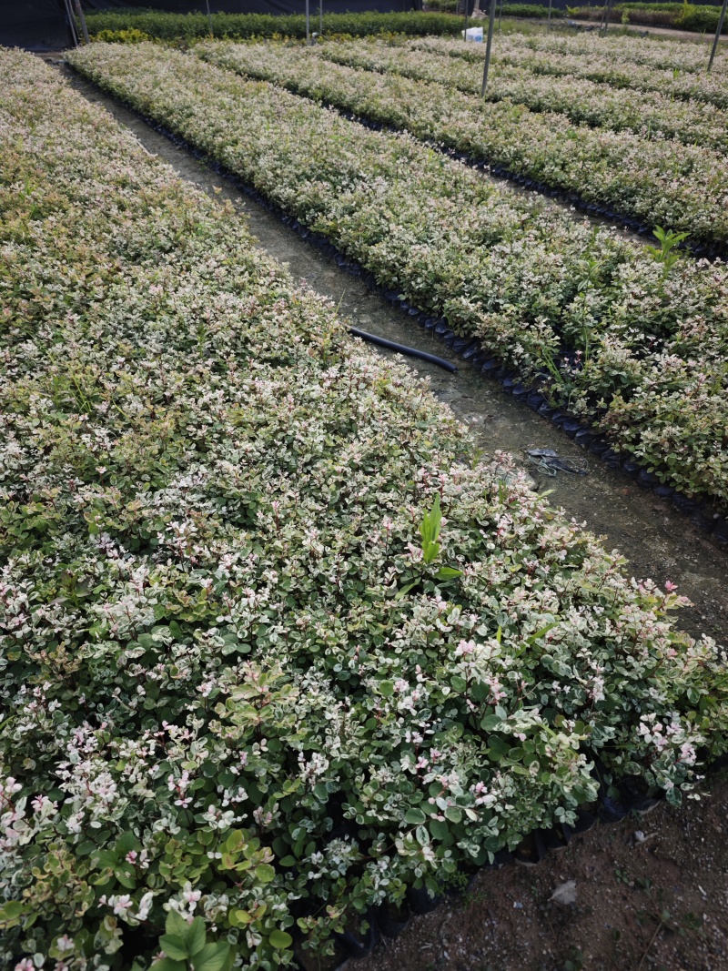 白雪木雪花木苗木批发