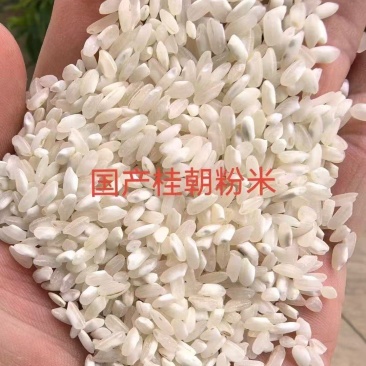 国产桂朝粉米做粉专用米纯度好做粉好用