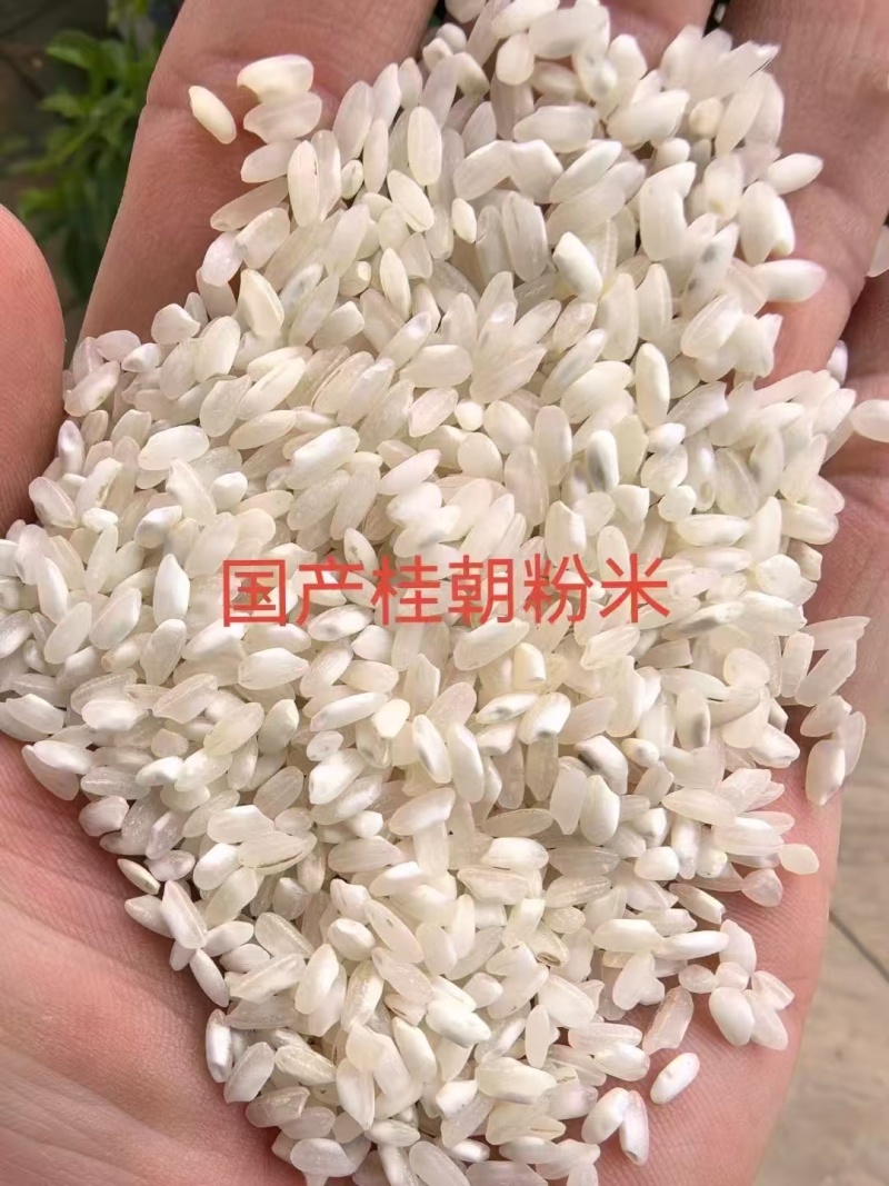 国产桂朝粉米做粉专用米纯度好做粉好用