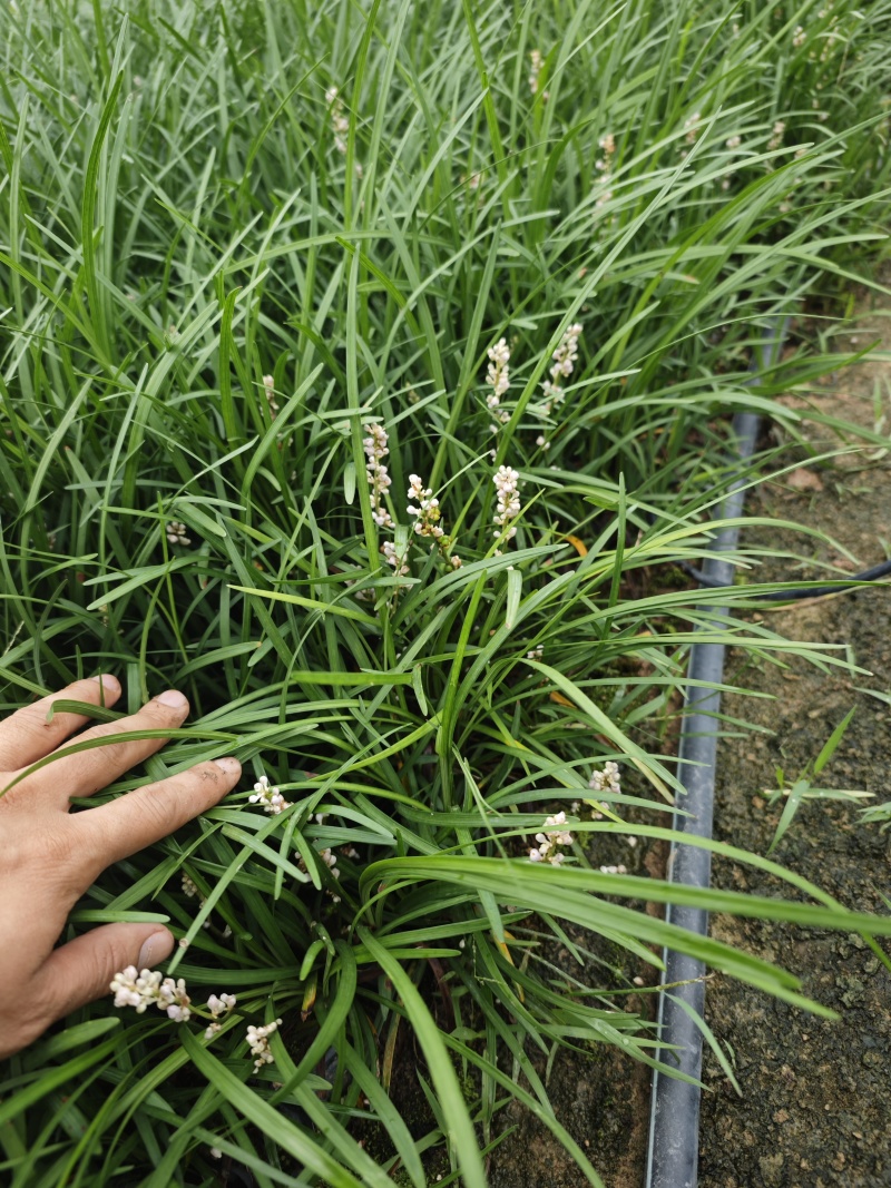 阔叶麦冬你麦冬草袋苗基地批发
