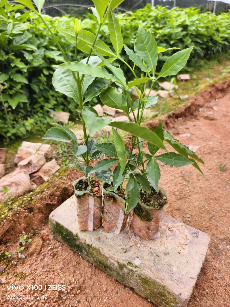 三叉苦苗，苗场直销，价钱美丽，一手货源一棵也是批发价！