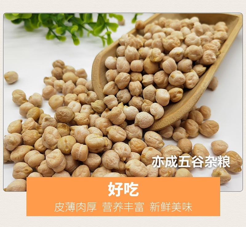 中颗粒鹰嘴豆批发山西鹰嘴豆颗粒饱满当季新货欢迎电联
