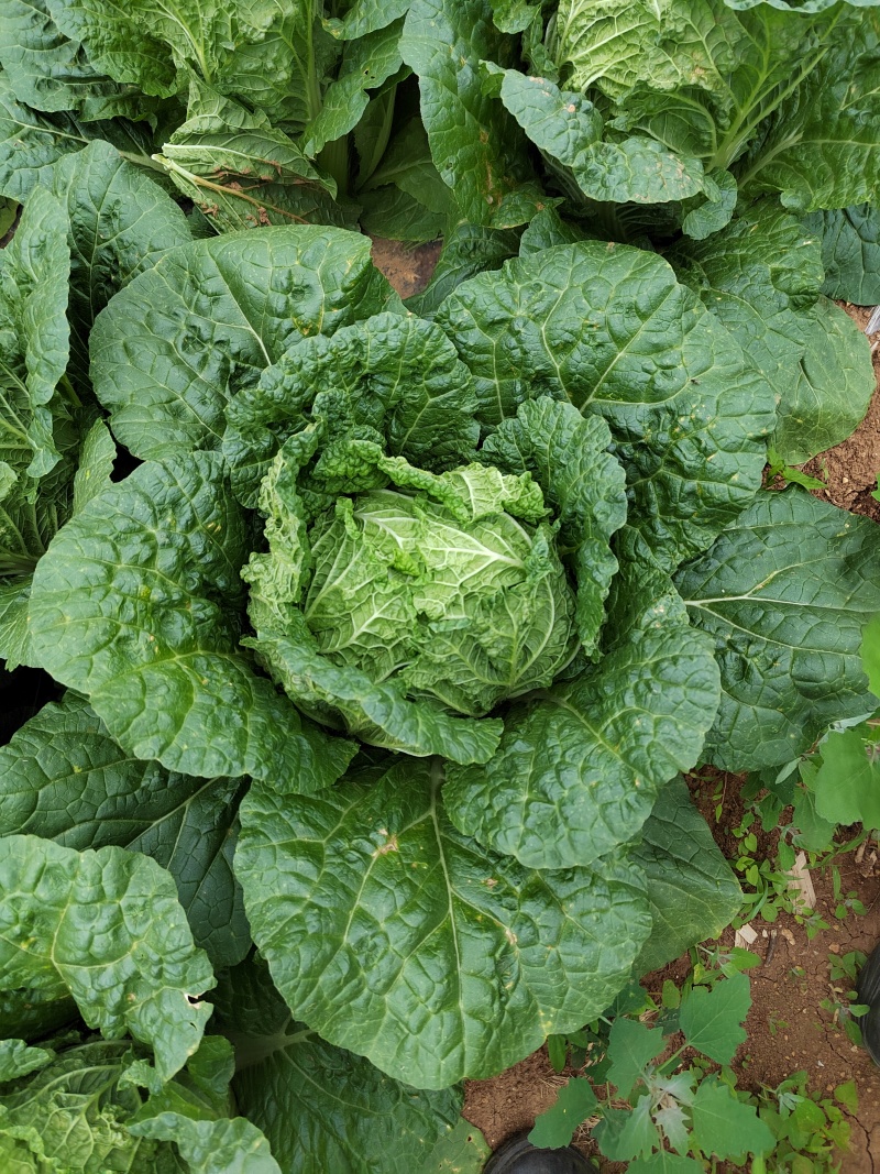 黄心白菜