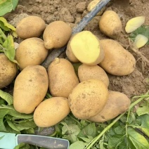精品牺森6号大量上市