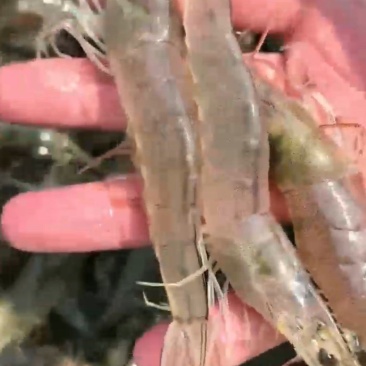 特色盐田大虾品质保证质量保证一分钱一分货欢迎大家光临