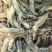 特色盐田大虾品质保证质量保证一分钱一分货欢迎大家光临