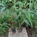 柳州高产麻竹苗