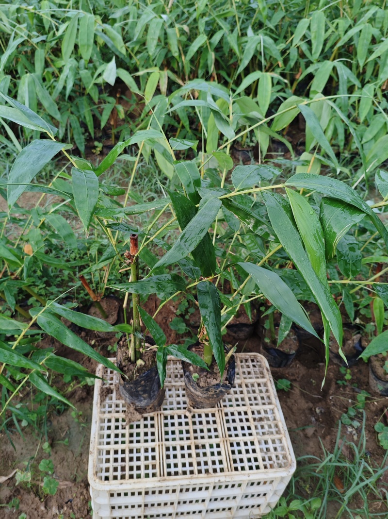 柳州高产麻竹苗
